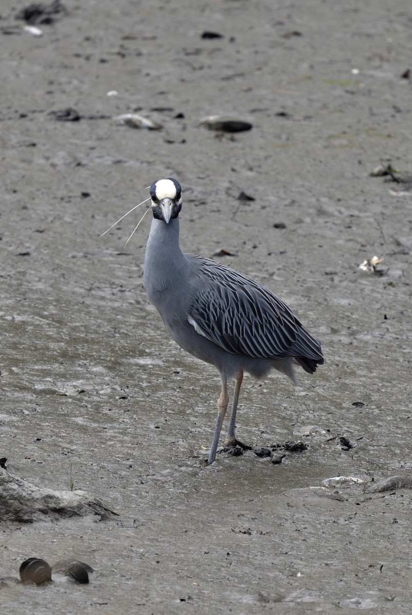 Yellow-crowned Night Heron (Yellow-crowned) - ML638577495