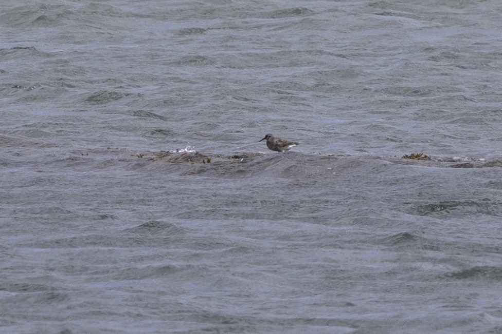 Purple Sandpiper - ML638577518