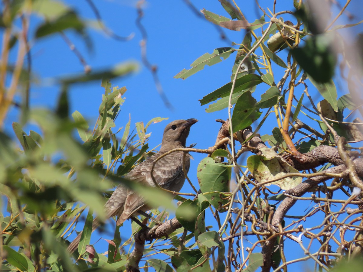 Great Bowerbird - ML638577544