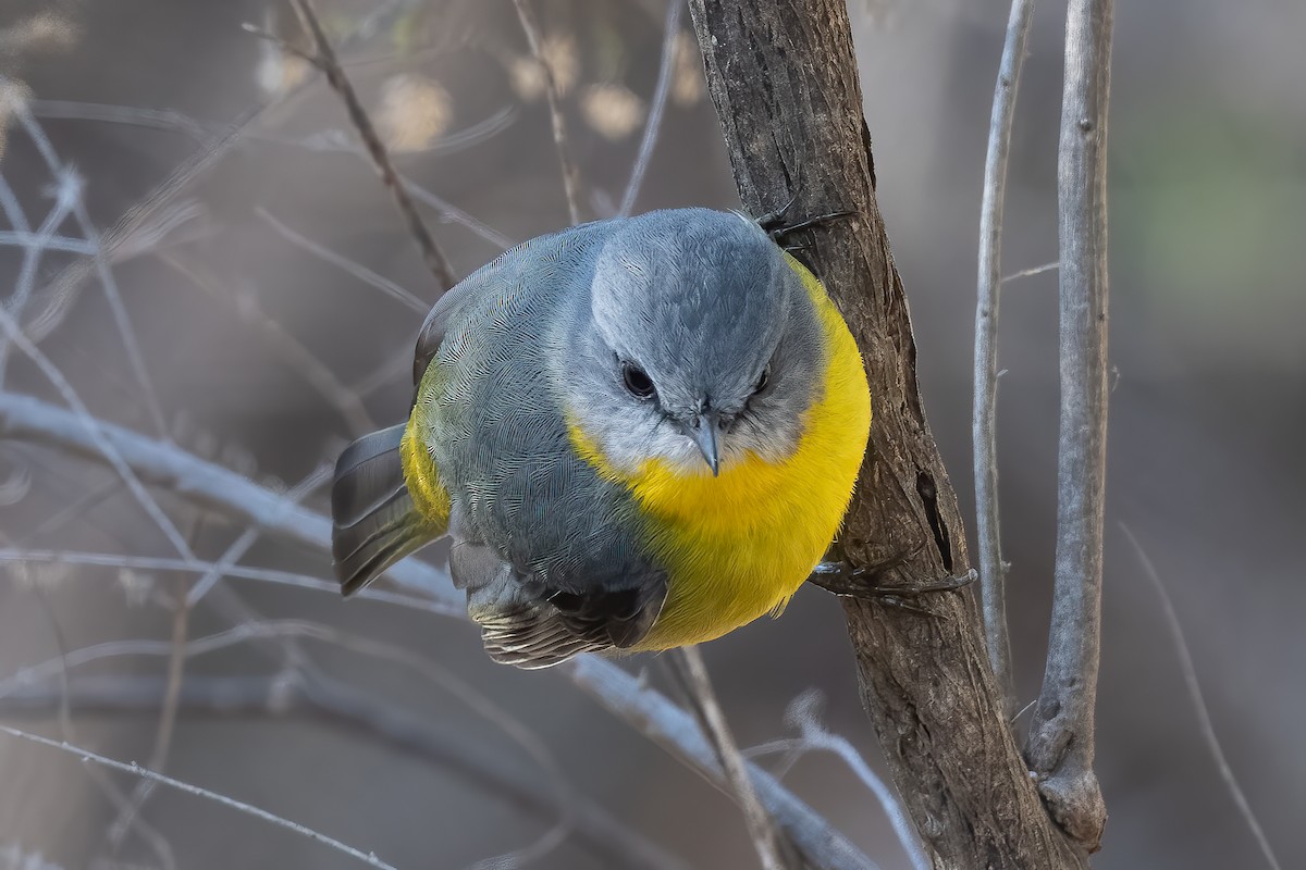 Eastern Yellow Robin - ML638577564