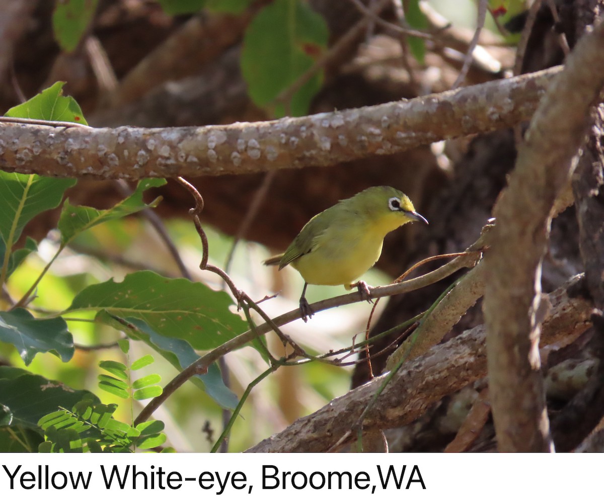 Australian Yellow White-eye - ML638577565