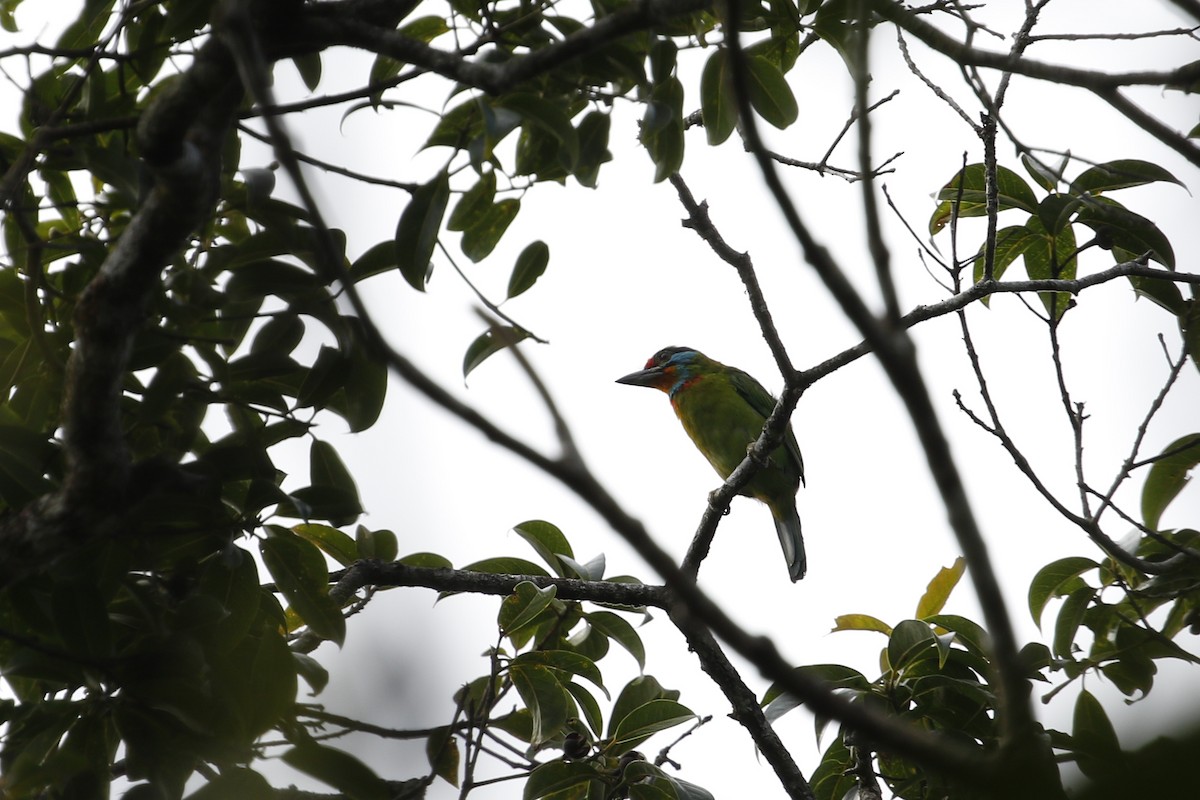 Black-browed Barbet - ML638577613