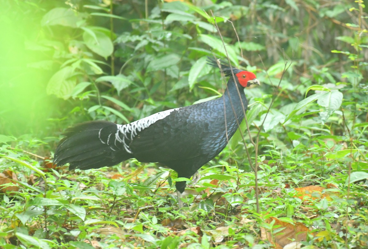 Kalij Pheasant - ML638577620