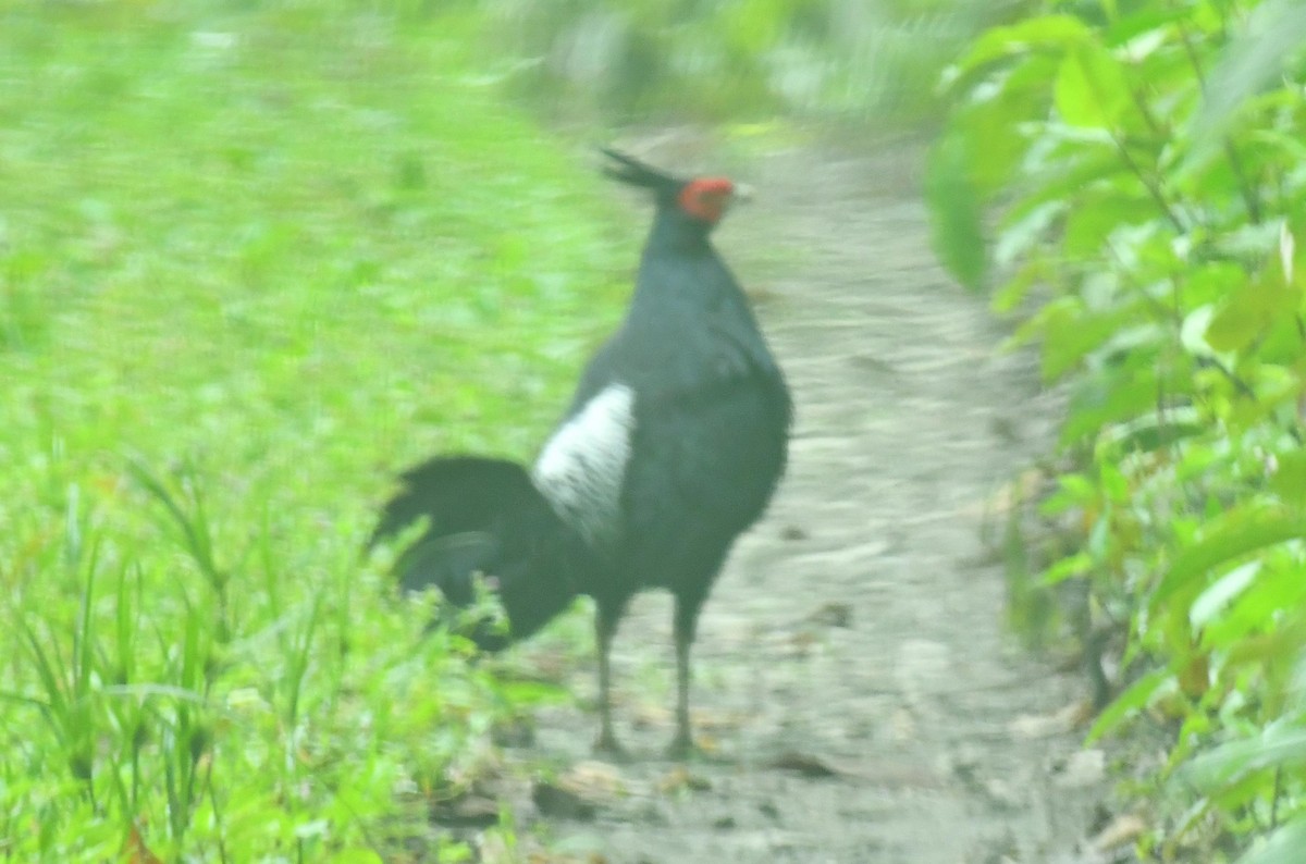 Kalij Pheasant - ML638577622