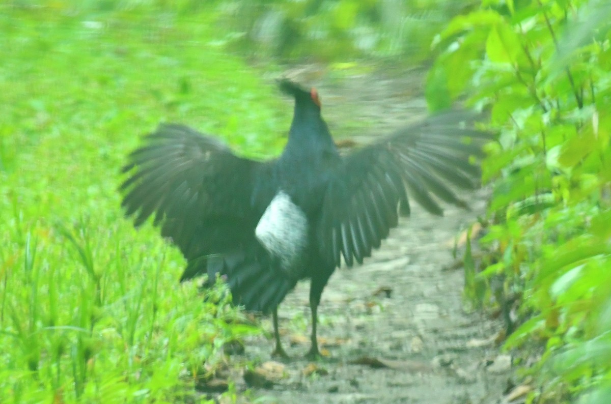 Kalij Pheasant - ML638577623