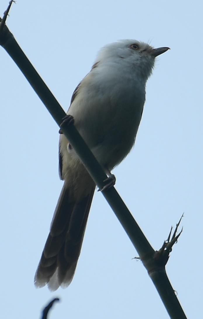 White-hooded Babbler - ML638577639