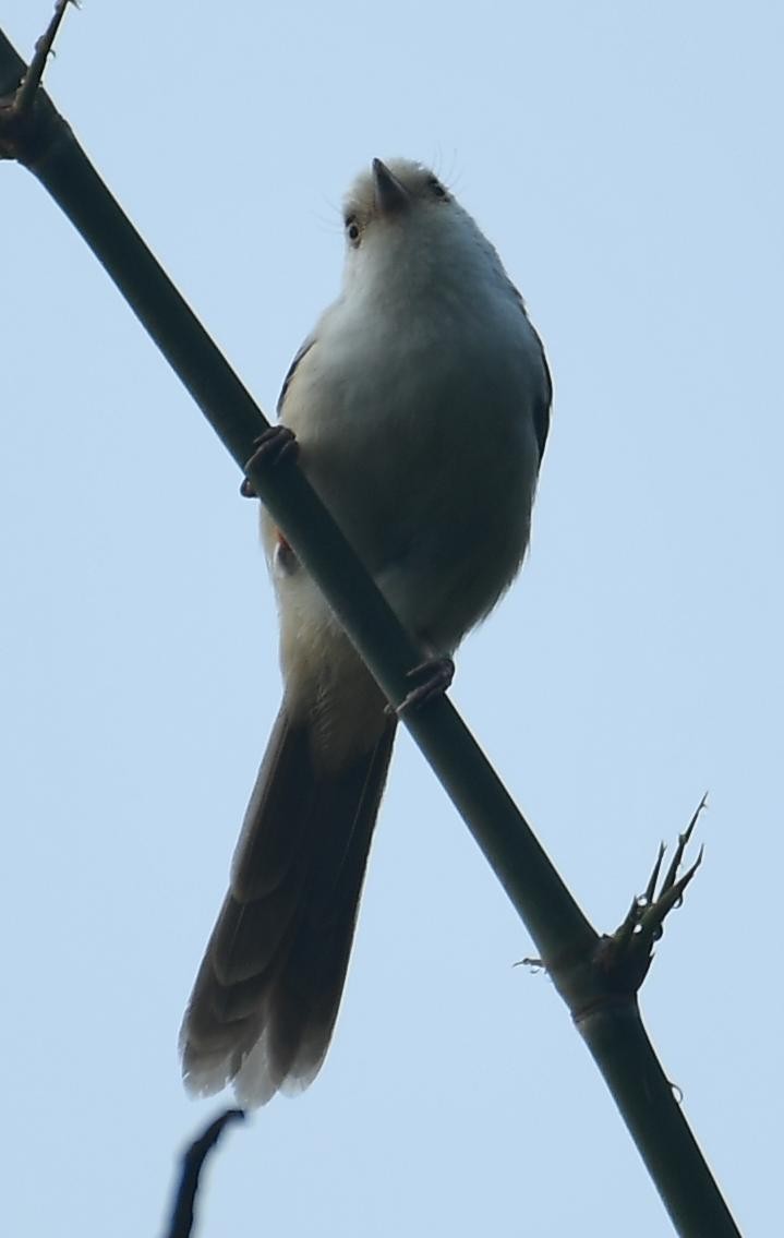 White-hooded Babbler - ML638577640