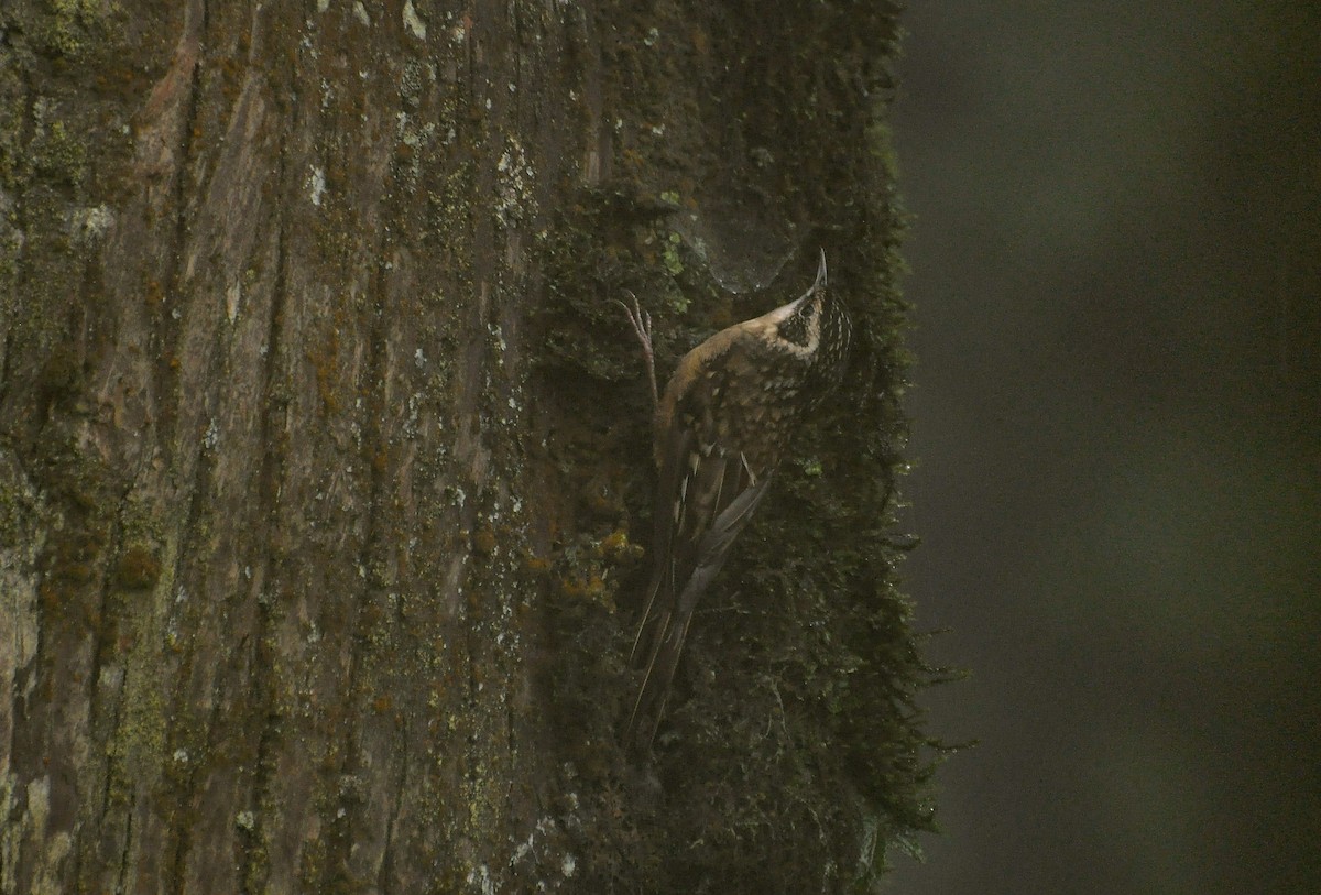 Rusty-flanked Treecreeper - ML638577642
