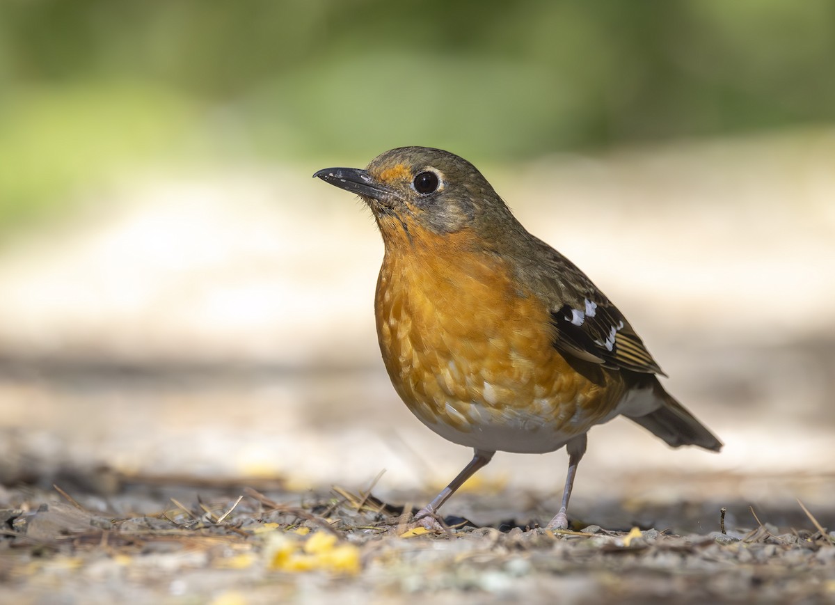 Orange Ground-Thrush - ML638577648