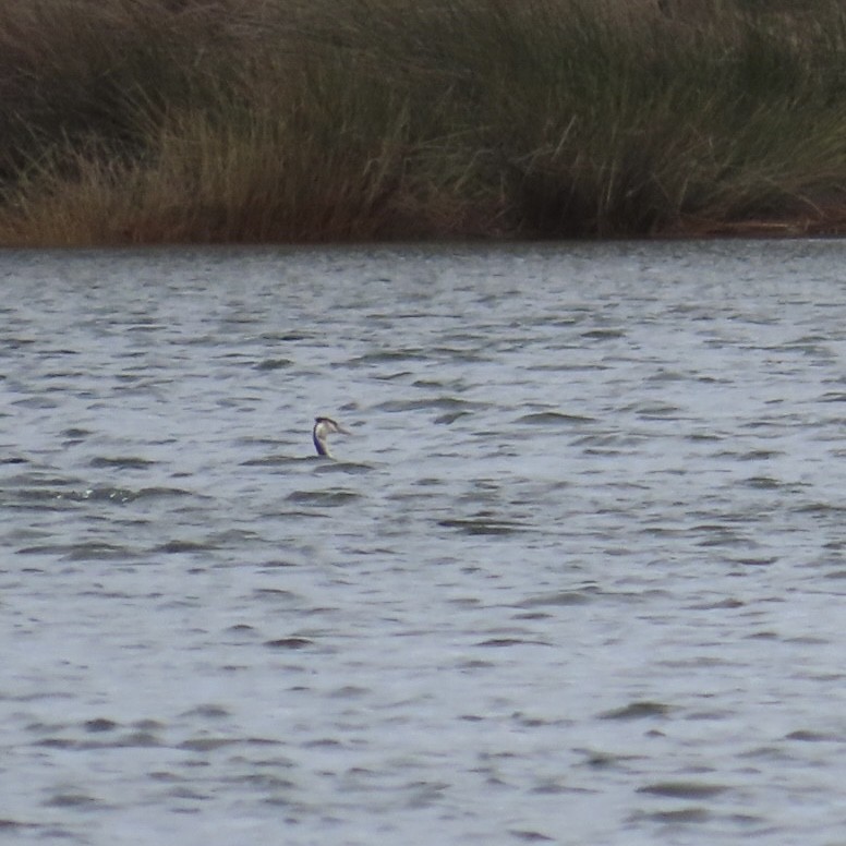 Great Crested Grebe - ML638577659