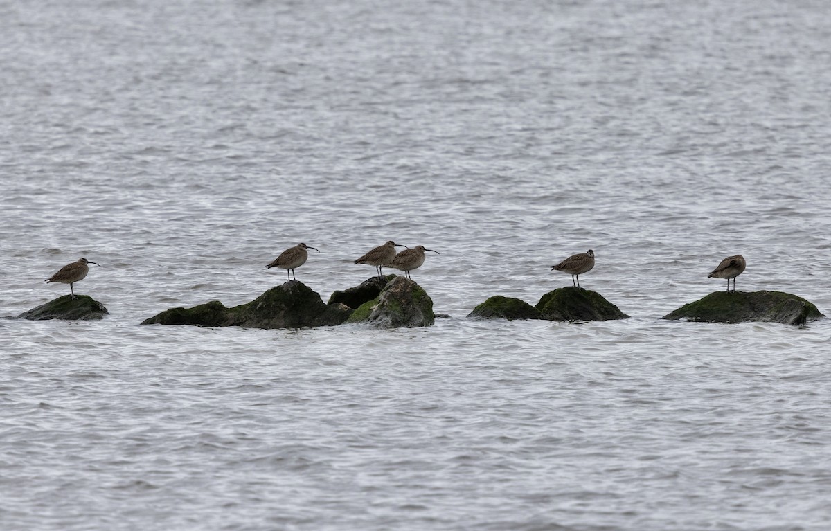 småspove (hudsonicus) - ML638577670