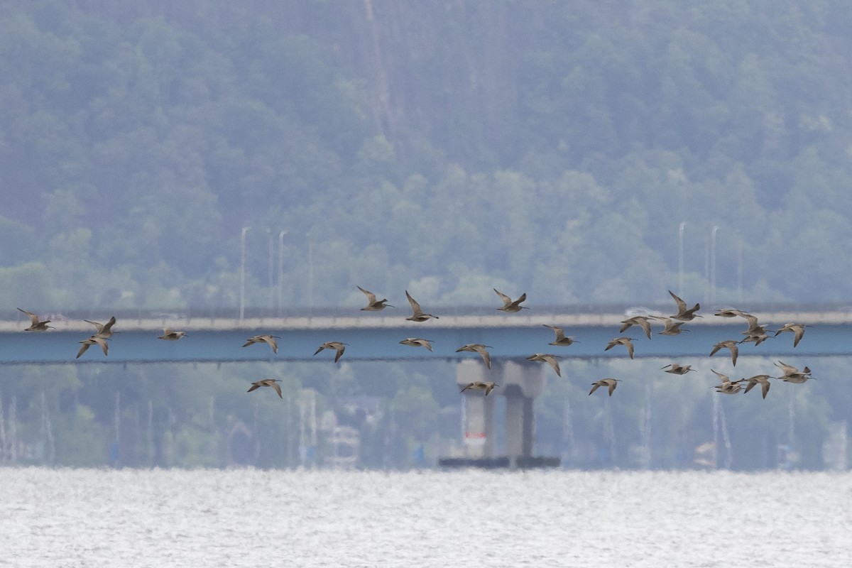 småspove (hudsonicus) - ML638577678