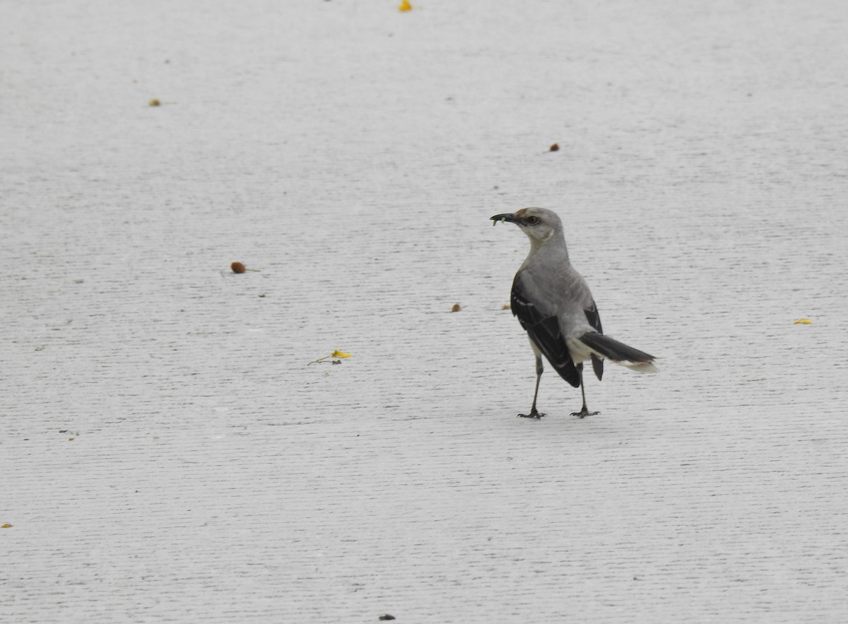 Tropical Mockingbird - ML638577686