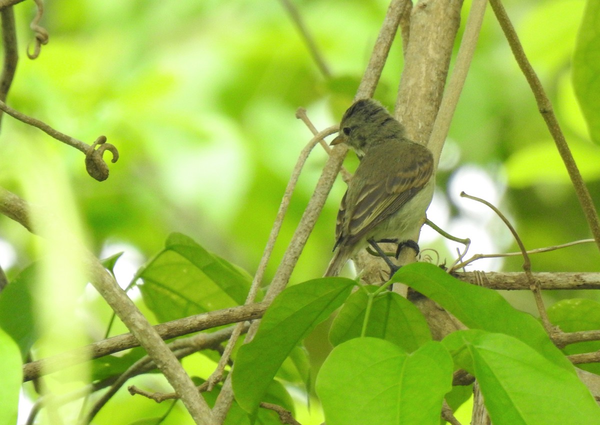 Northern Beardless-Tyrannulet - ML638577700