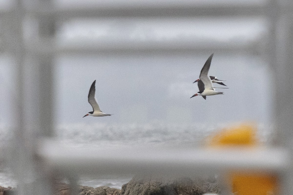 Black Skimmer - ML638577704