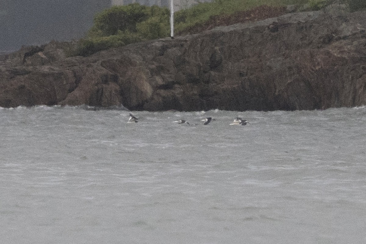 Black Skimmer - ML638577705