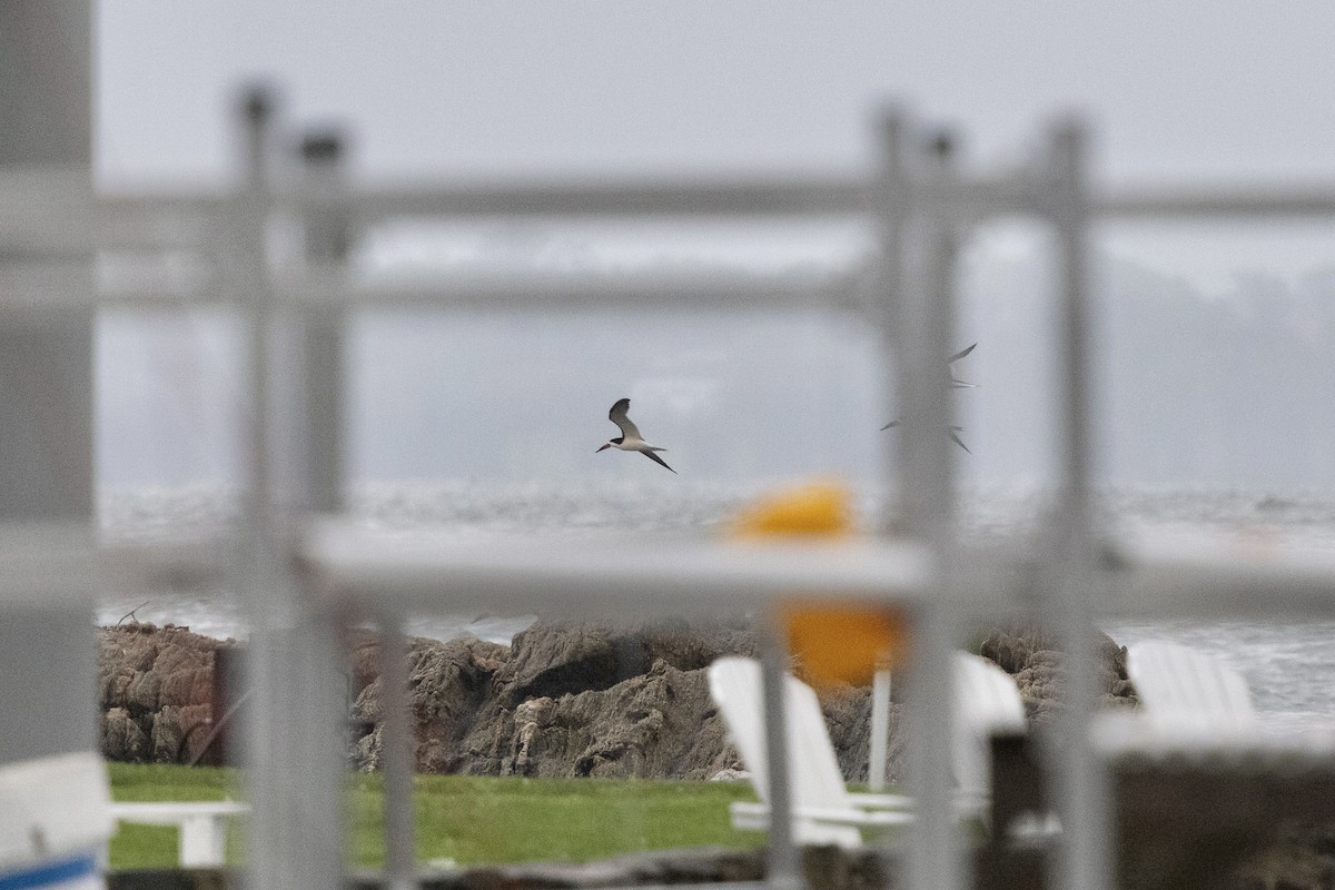 Black Skimmer - ML638577706
