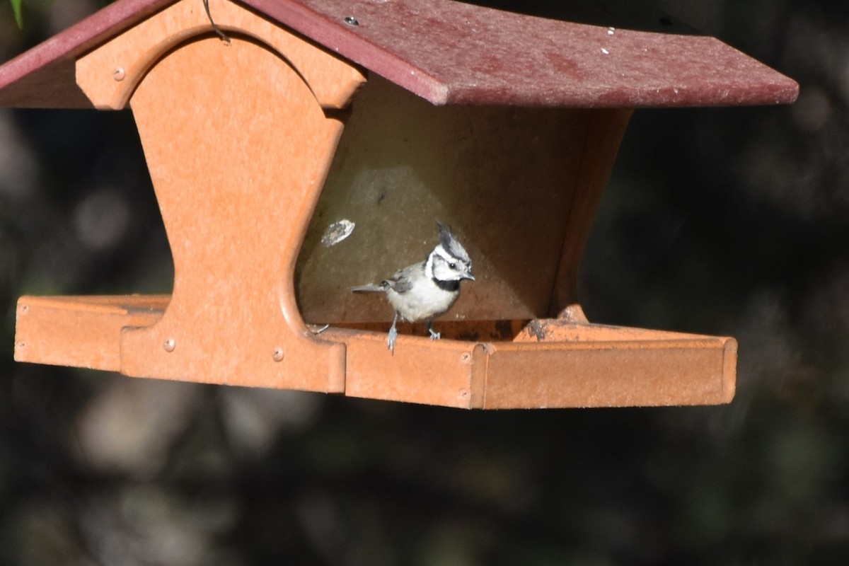 Bridled Titmouse - ML638577746