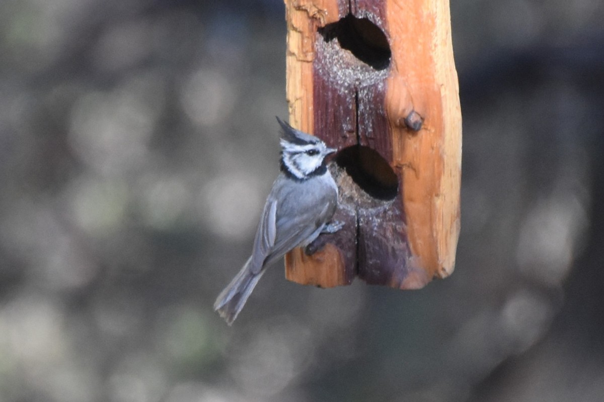 Bridled Titmouse - ML638577747