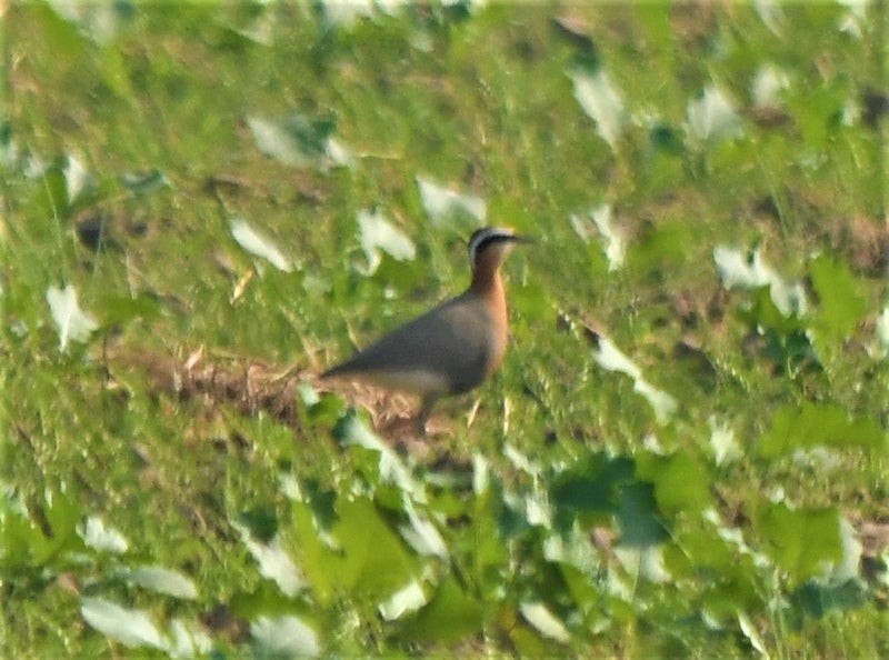 Indian Courser - ML638577768
