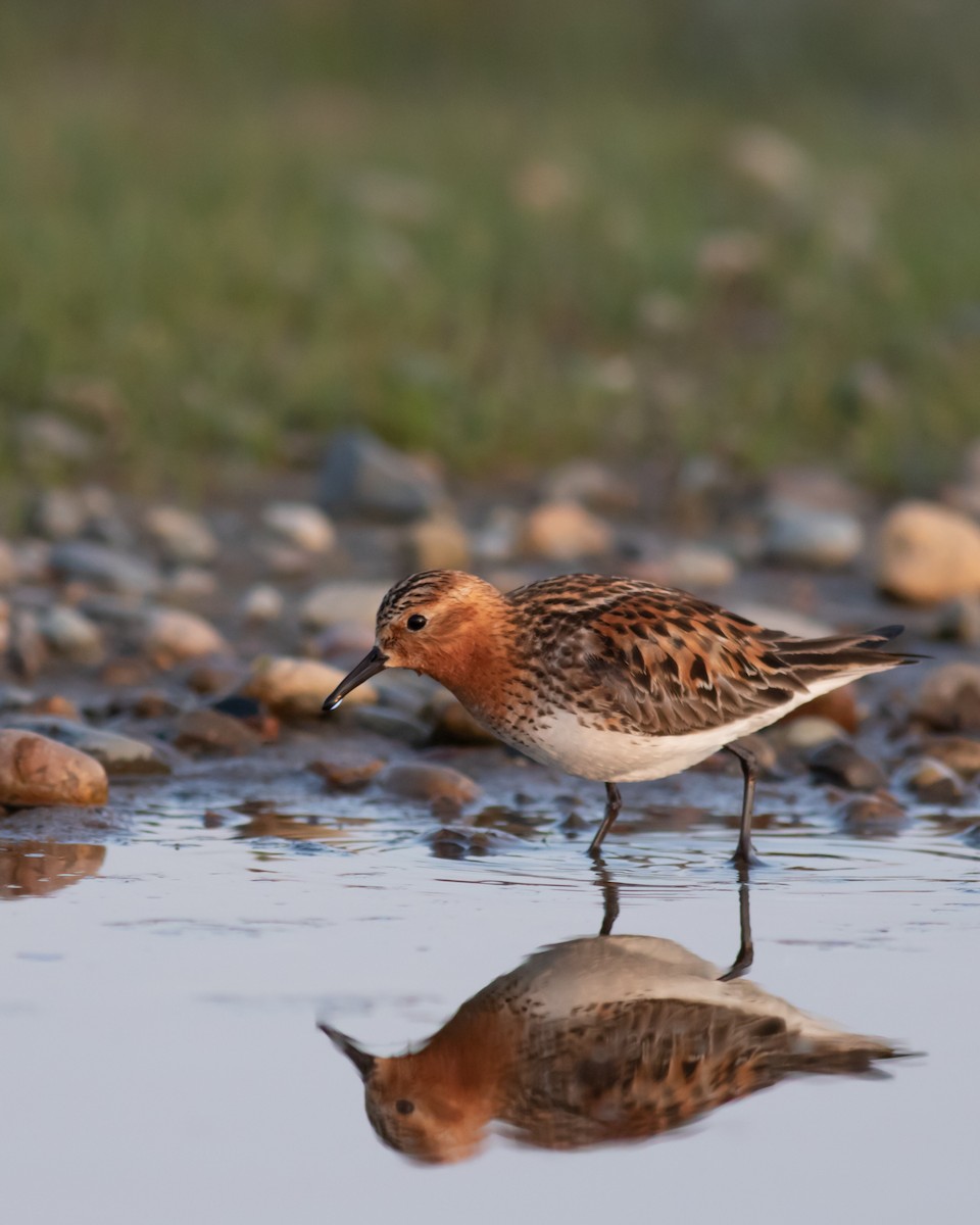 Red-necked Stint - ML638577775