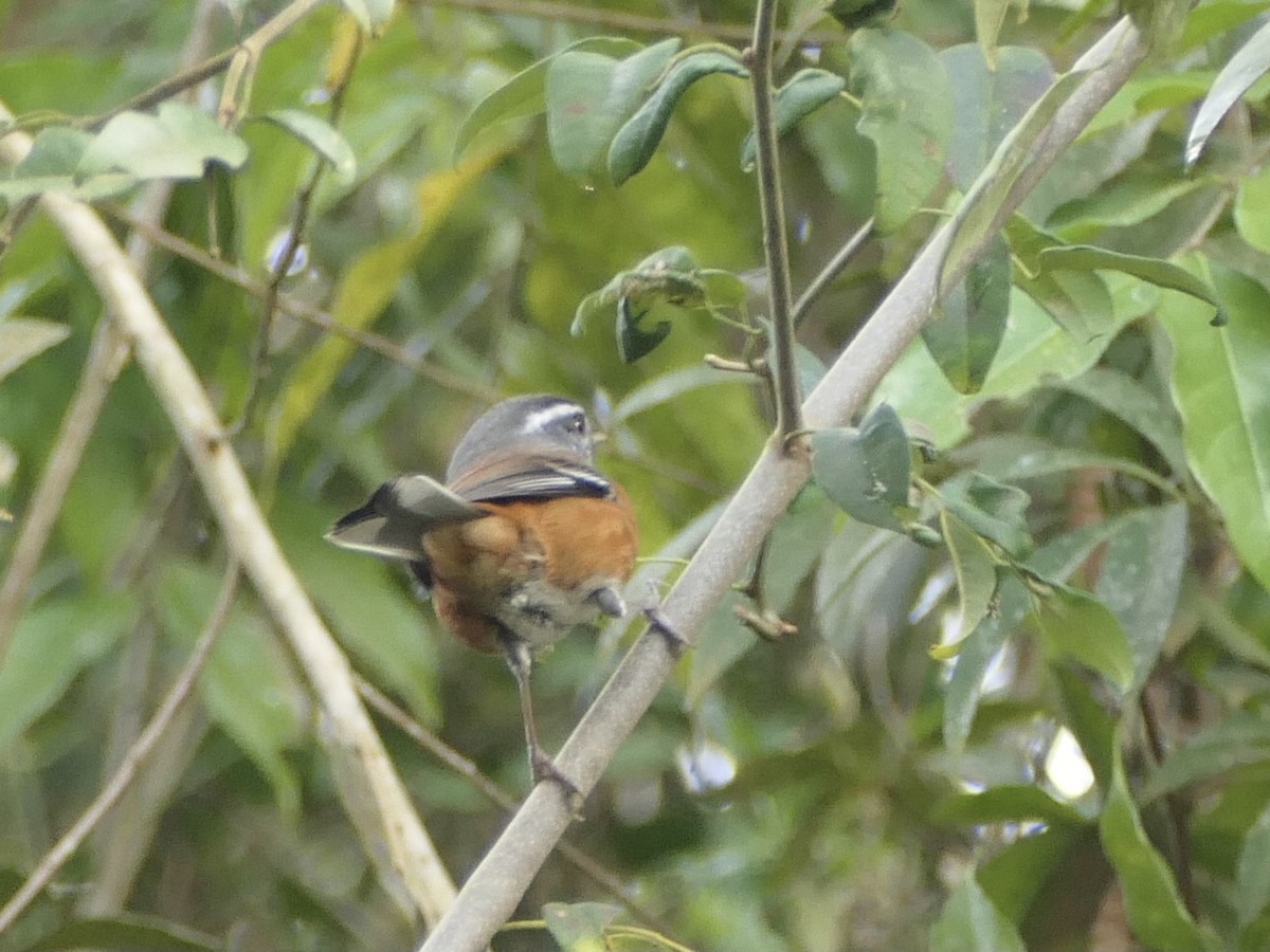 Gray-throated Warbling Finch - ML638577806