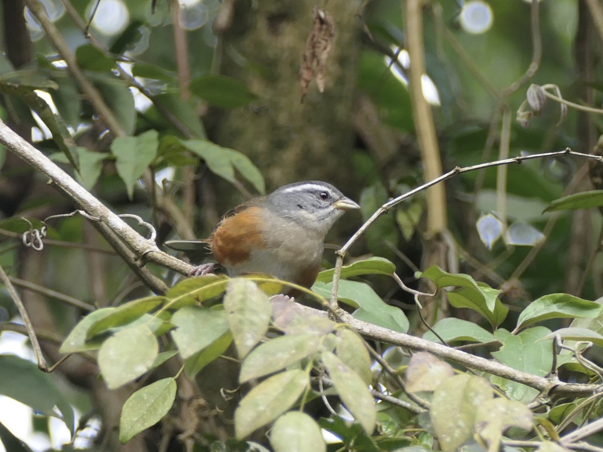 Gray-throated Warbling Finch - ML638577807