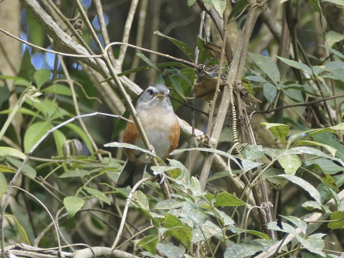 Gray-throated Warbling Finch - ML638577808