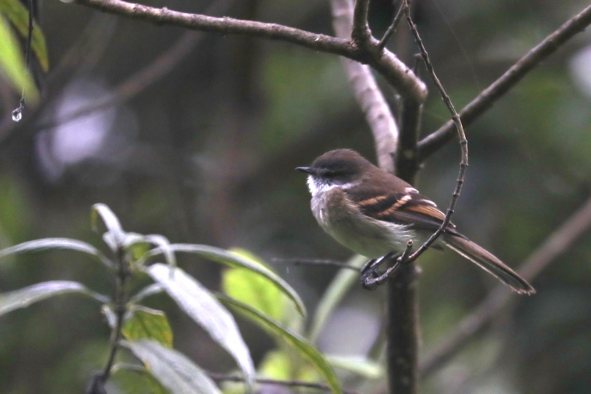 White-throated Tyrannulet - ML638577821