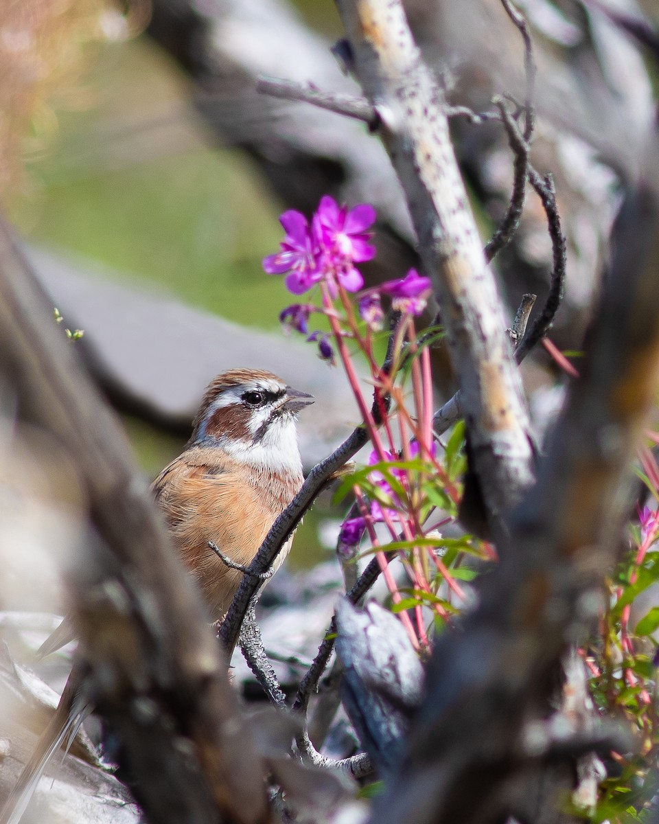 Meadow Bunting - ML638577826