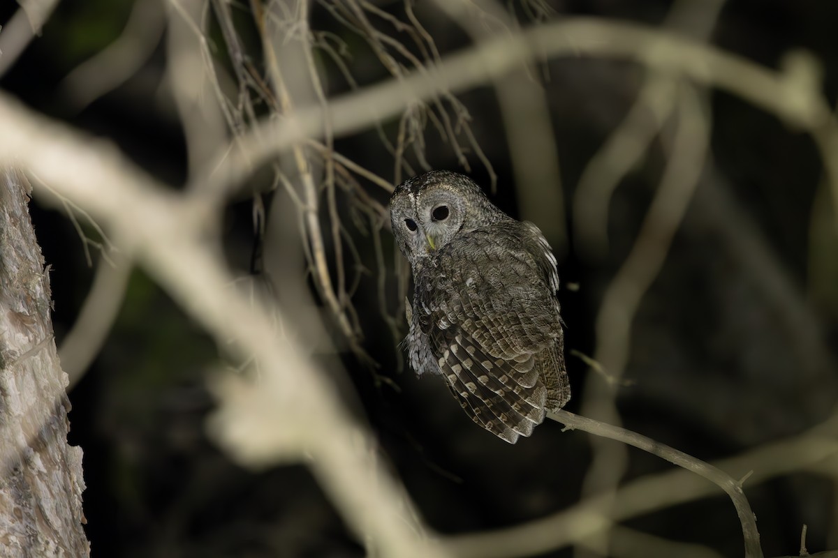 Maghreb Owl - ML638577842