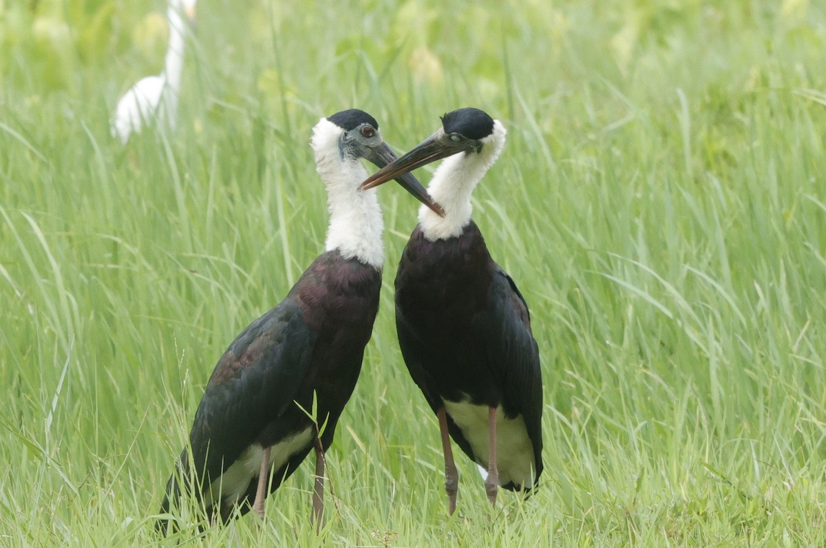 Asian Woolly-necked Stork - ML638577860