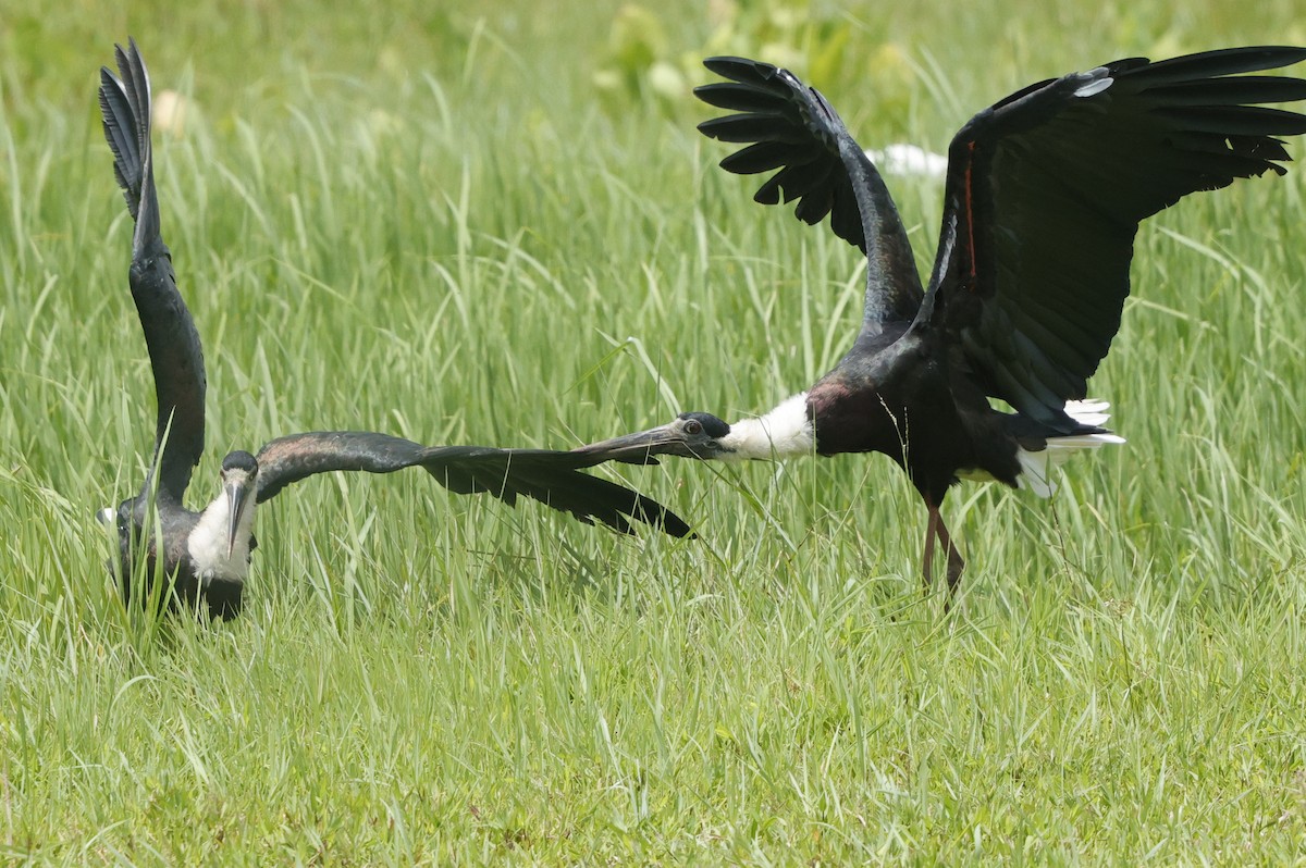 Asian Woolly-necked Stork - ML638577861