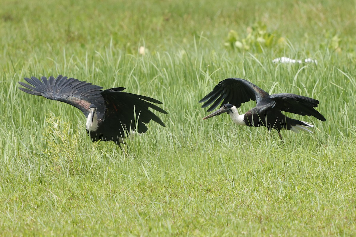 Asian Woolly-necked Stork - ML638577862