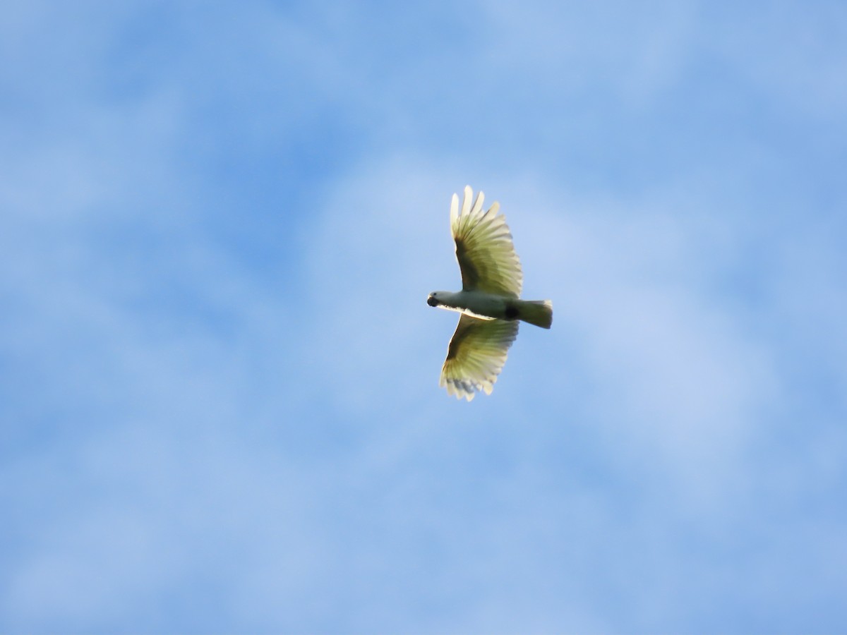 Sulphur-crested Cockatoo - ML638577866