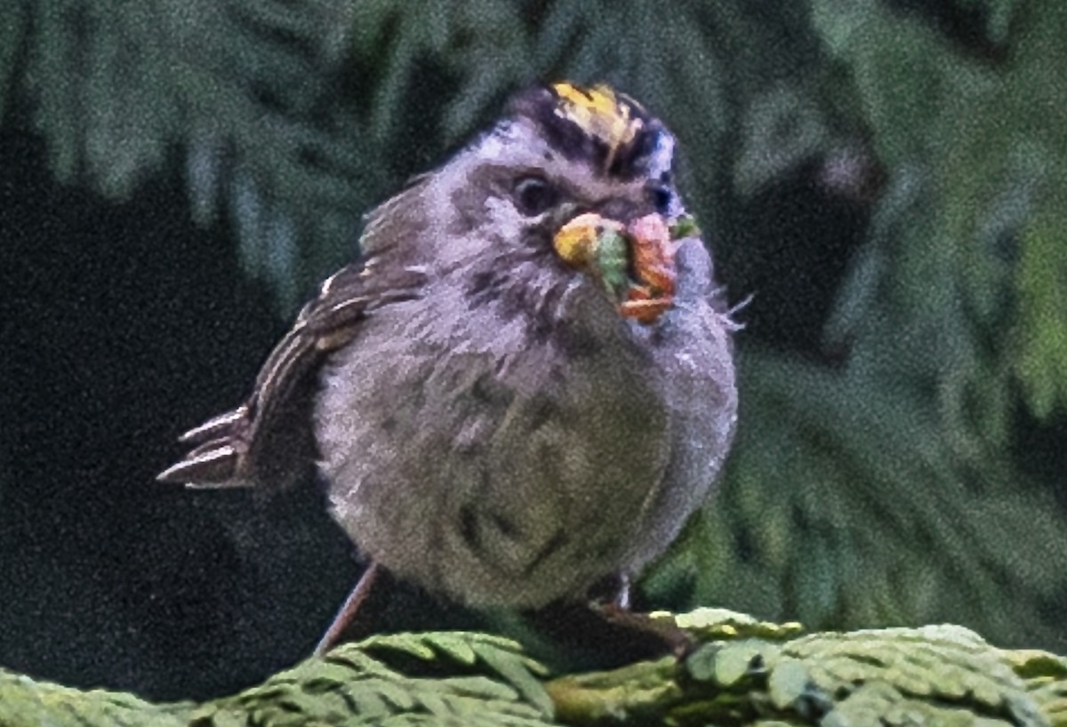 Golden-crowned Kinglet - ML638577887