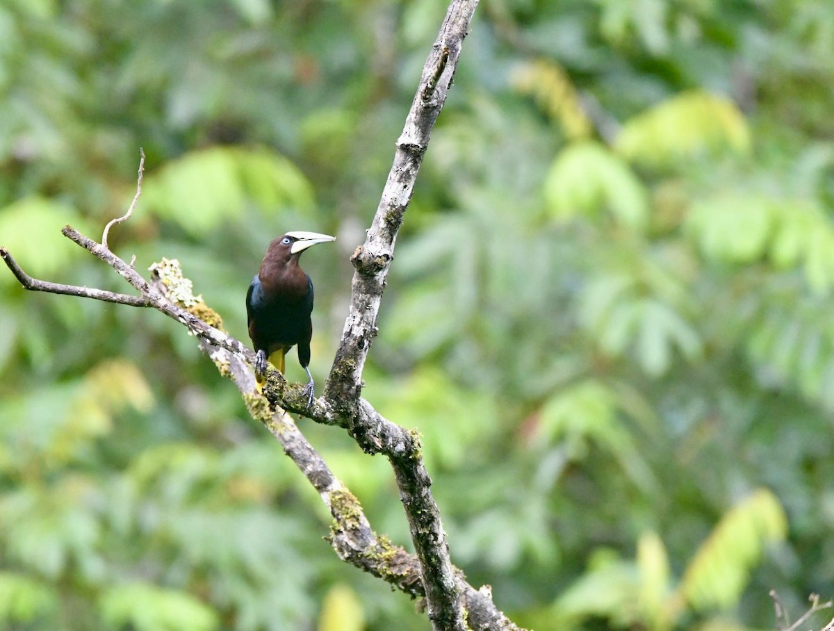 Chestnut-headed Oropendola - ML638577893