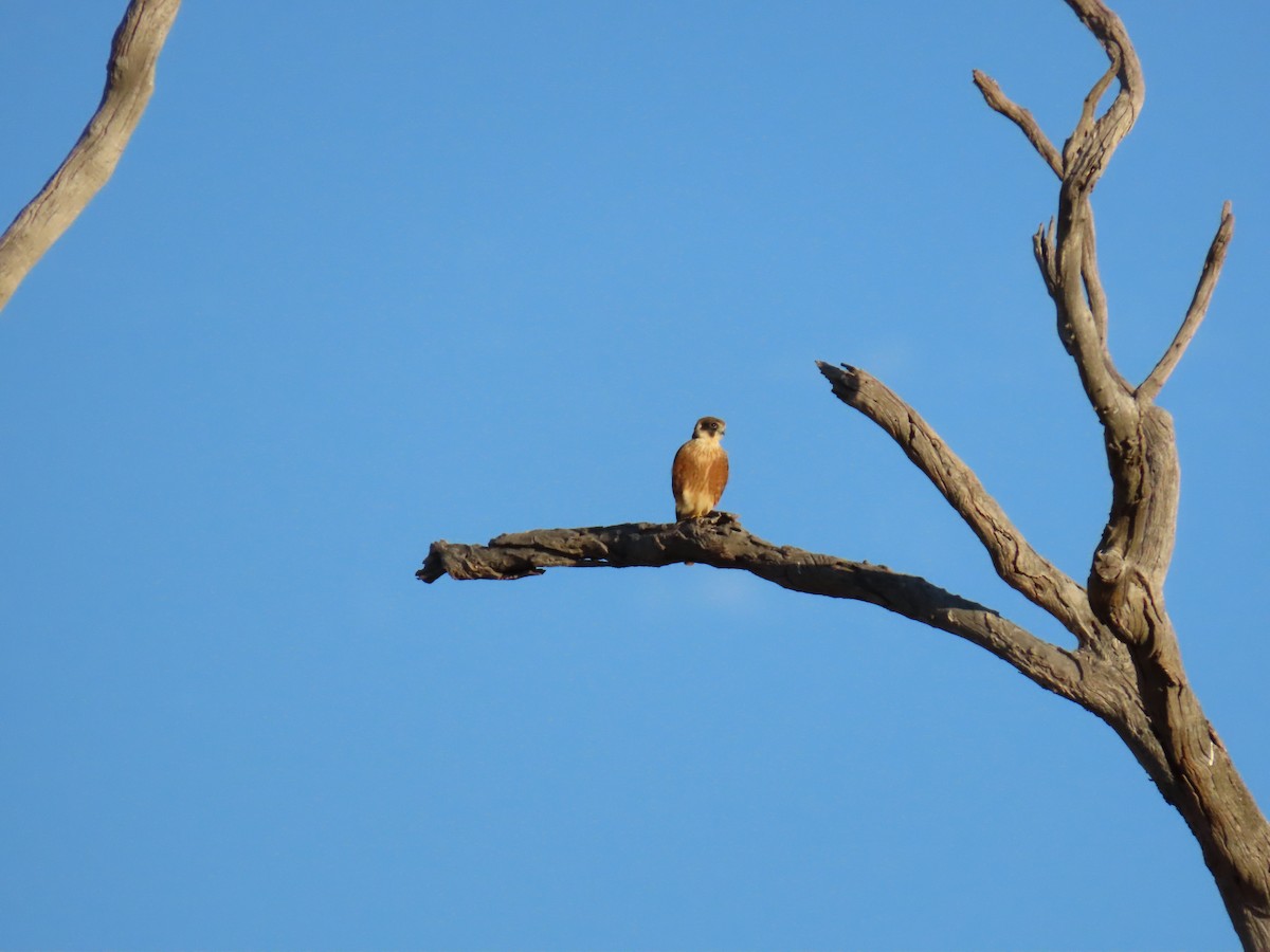 Australian Hobby - ML638577905