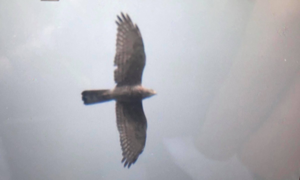 Gray-faced Buzzard - ML638577943