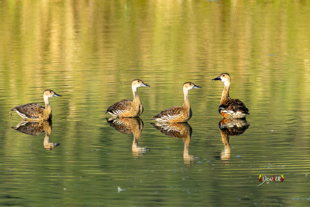Dendrocygne à lunules - ML638577951