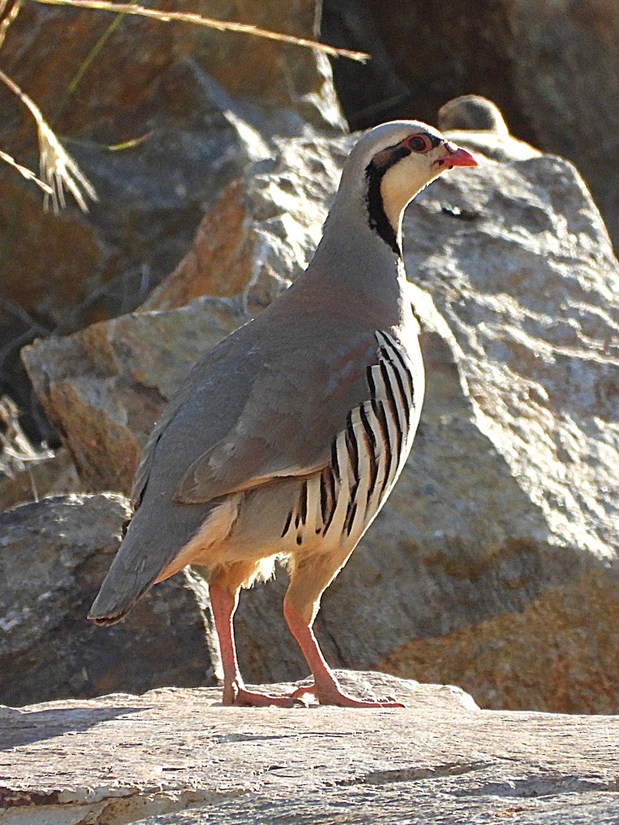 Chukar - ML638577956