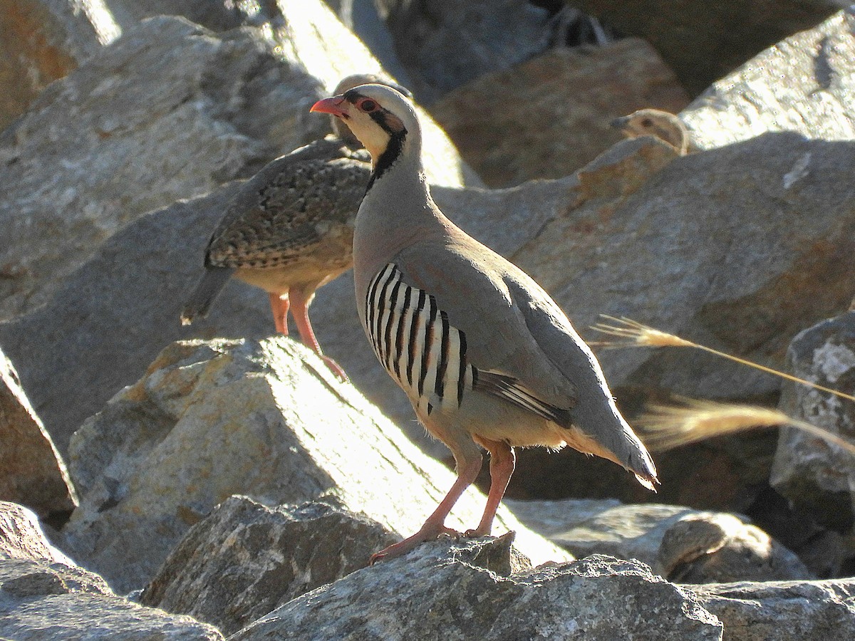 Chukar - ML638577958