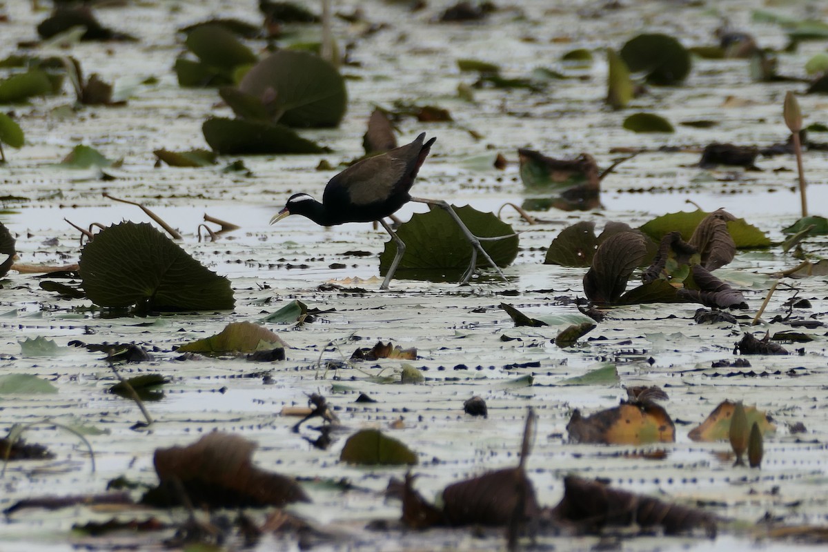 Bronze-winged Jacana - ML638577960