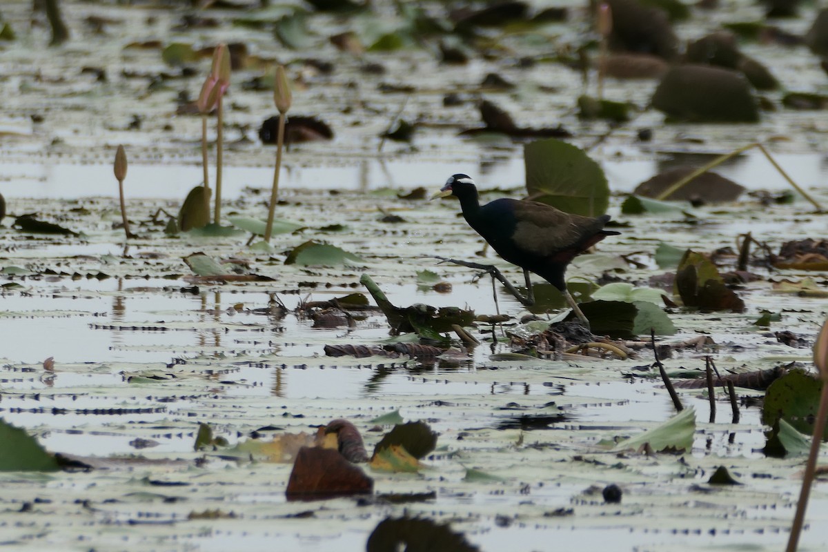 Bronze-winged Jacana - ML638577961