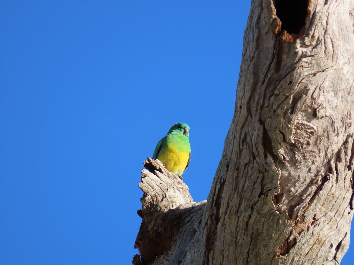Red-rumped Parrot - ML638577962