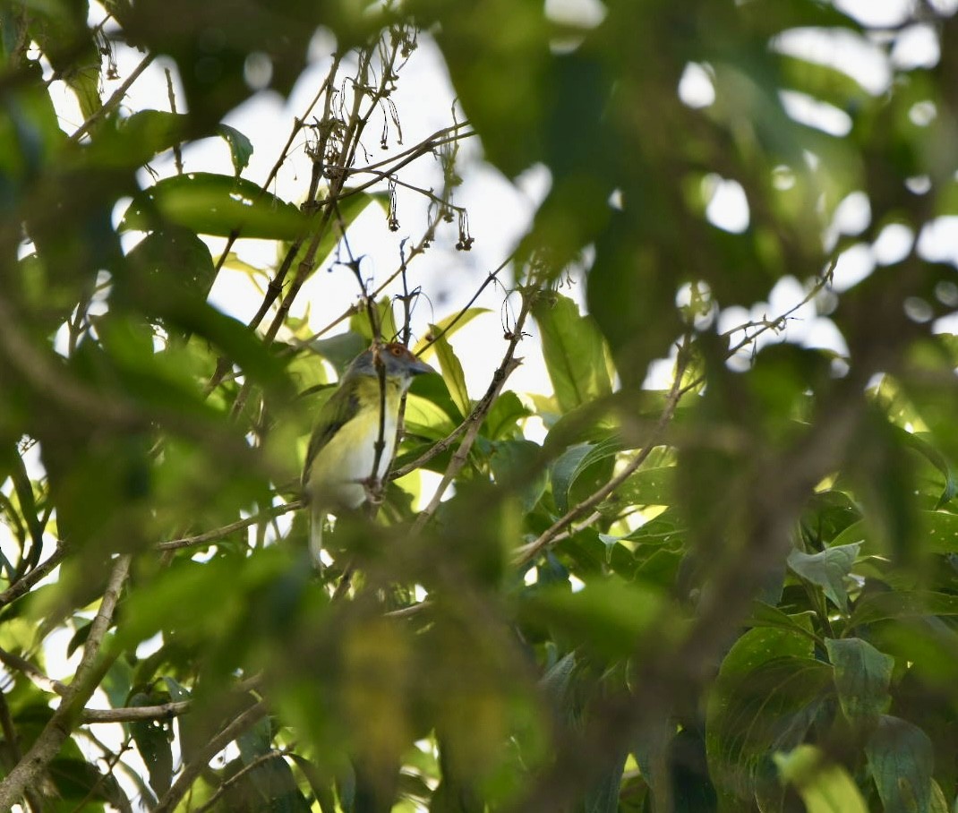 Rufous-browed Peppershrike - ML638577963