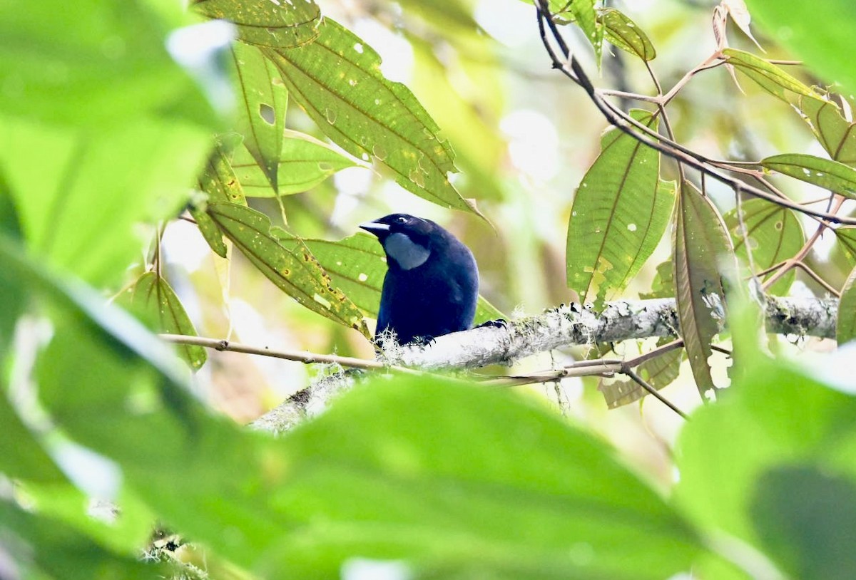 Silvery-throated Jay - ML638577964