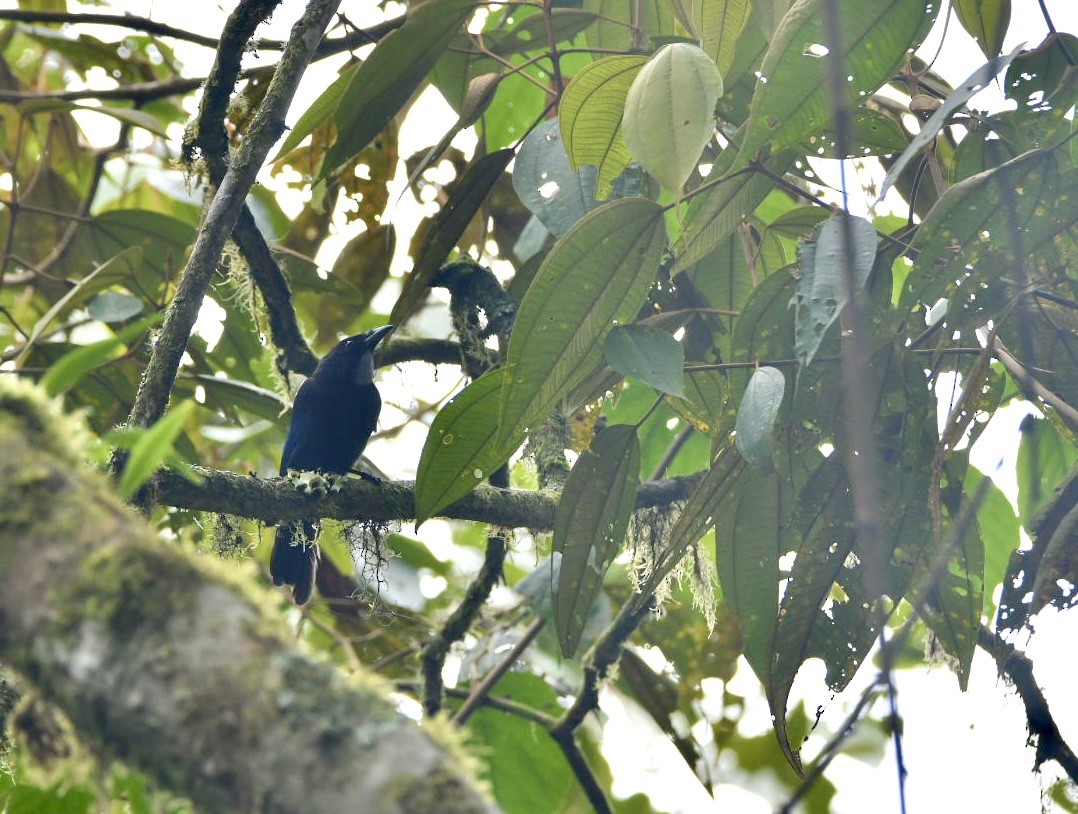 Silvery-throated Jay - ML638577965