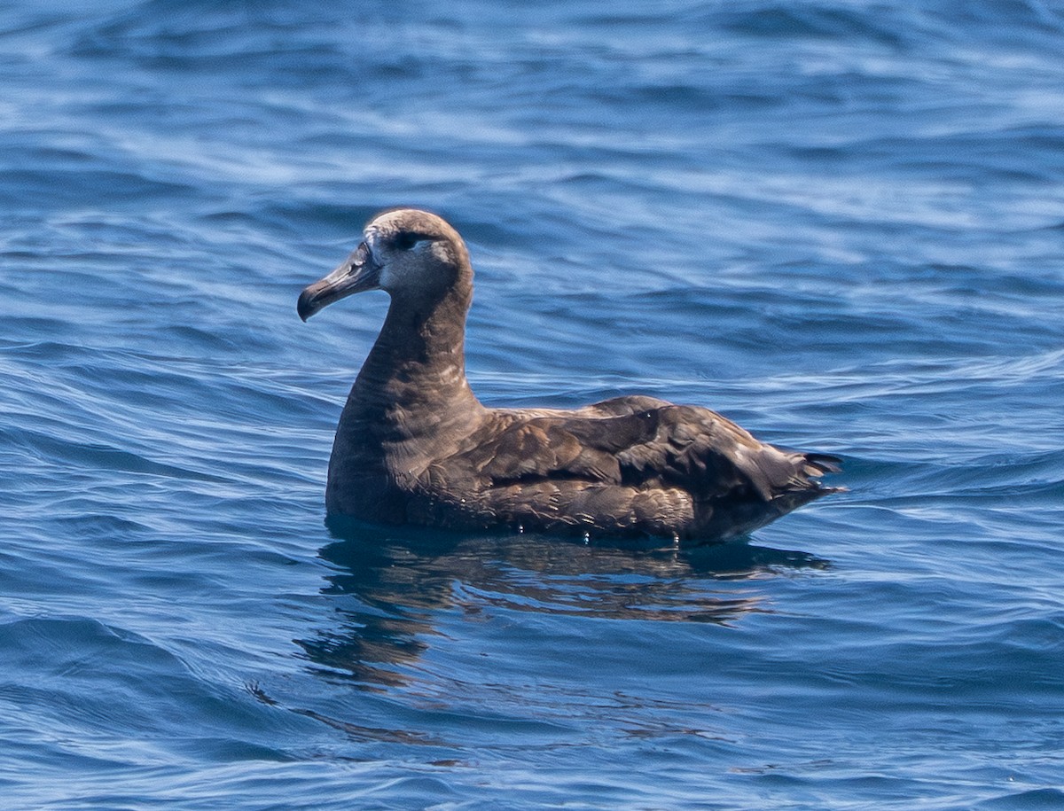 Black-footed Albatross - ML638577966
