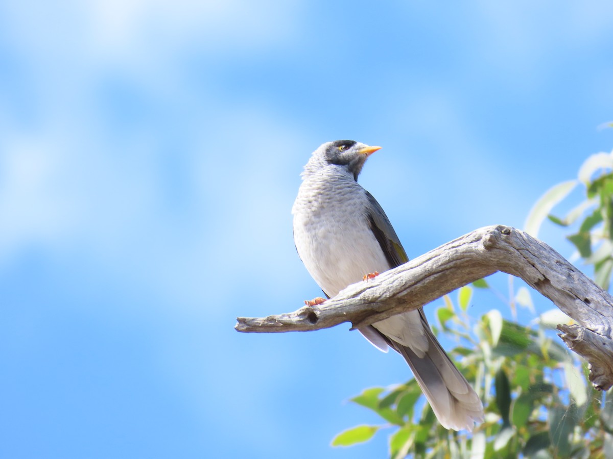 Noisy Miner - ML638577967